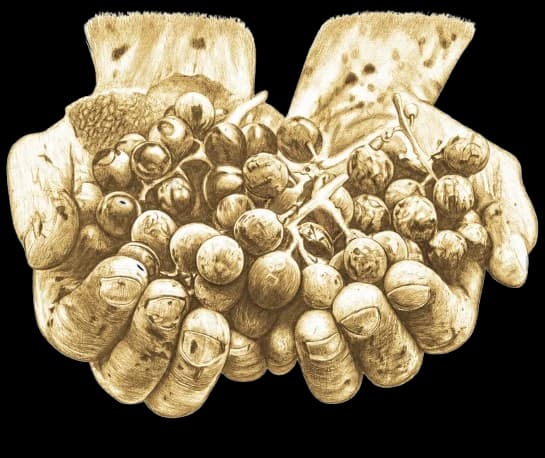 Cupped hands holding a cluster of grapes