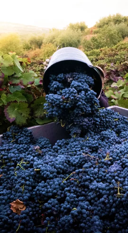 Vineyard scene 4